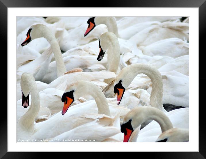 Swans at feeding time Framed Mounted Print by Rosie Spooner