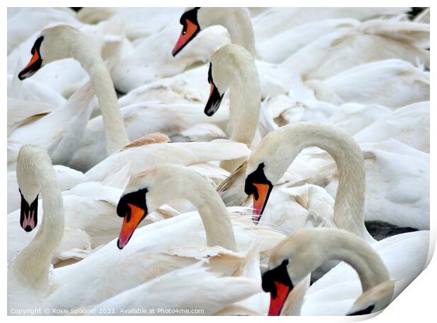 Swans at feeding time Print by Rosie Spooner