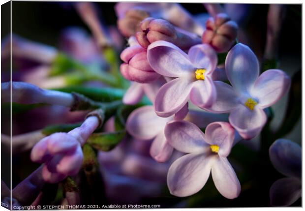 Lilac Larger Than Life Canvas Print by STEPHEN THOMAS