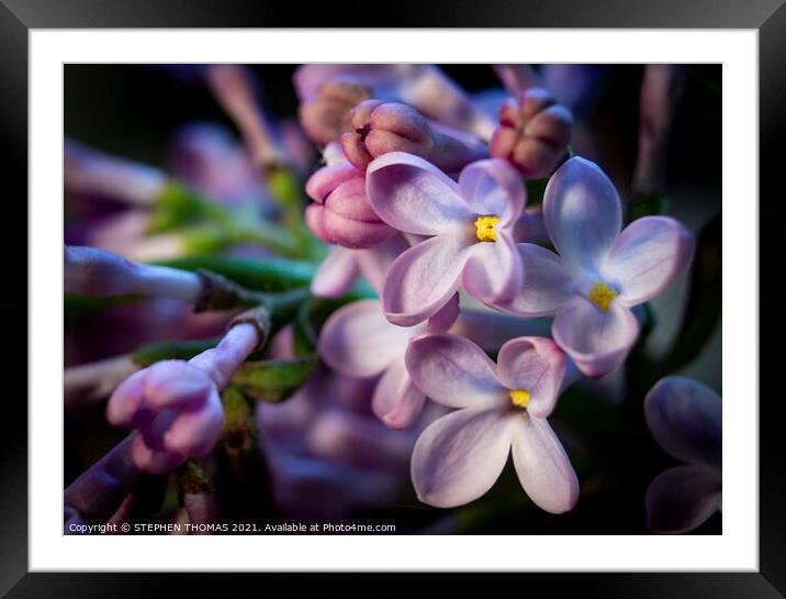 Lilac Larger Than Life Framed Mounted Print by STEPHEN THOMAS