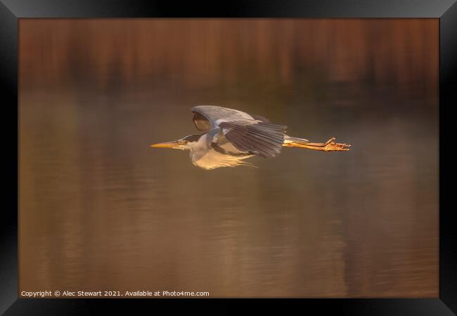 Grey Heron in Flight Framed Print by Alec Stewart