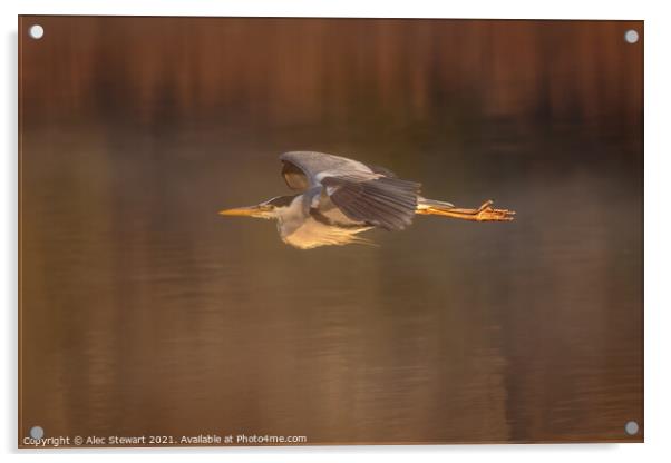 Grey Heron in Flight Acrylic by Alec Stewart