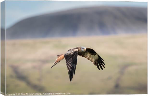 Red Kite in the Beacons Canvas Print by Alec Stewart