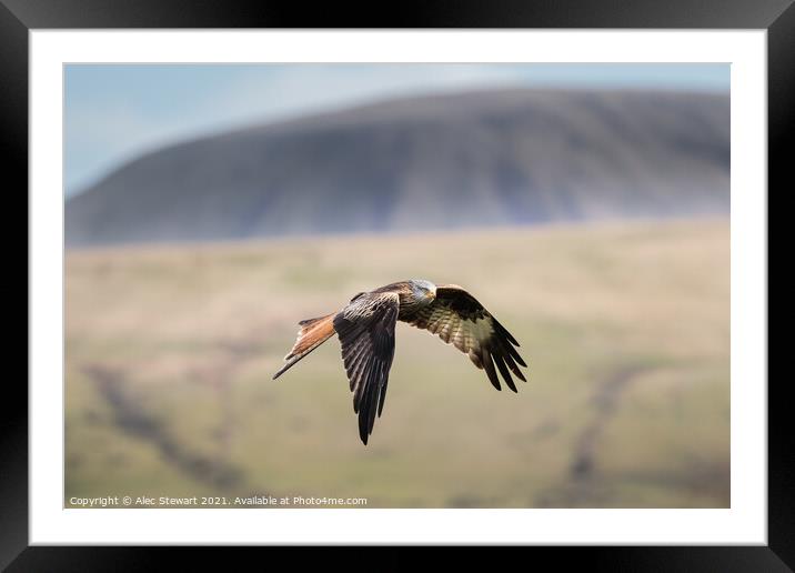 Red Kite in the Beacons Framed Mounted Print by Alec Stewart