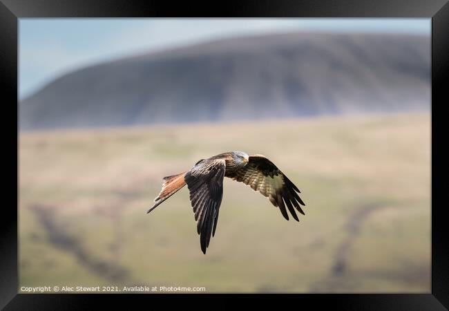 Red Kite in the Beacons Framed Print by Alec Stewart