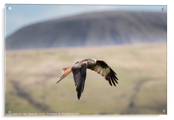 Red Kite in the Beacons Acrylic by Alec Stewart