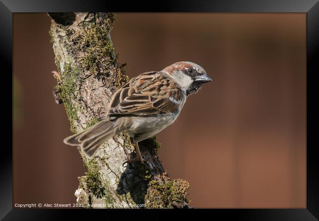 House Sparrow Framed Print by Alec Stewart