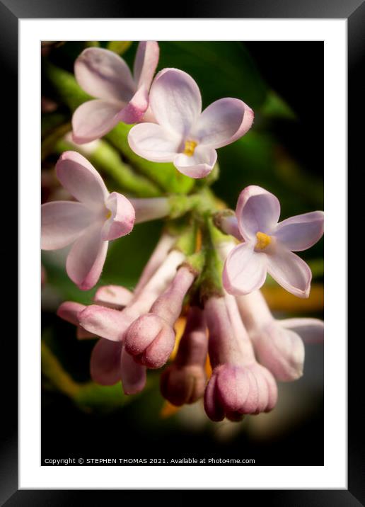 LOL - Lilac Out Loud Framed Mounted Print by STEPHEN THOMAS