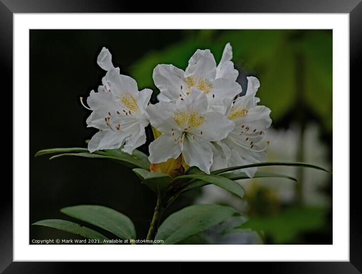 Rhododendron Flowers in May Framed Mounted Print by Mark Ward