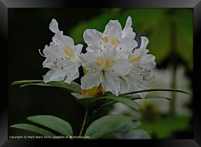 Rhododendron Flowers in May Framed Print by Mark Ward