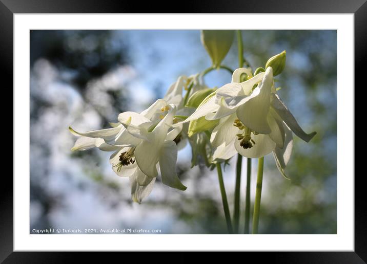 Beautiful Pure White Aquilegia Flowers Framed Mounted Print by Imladris 