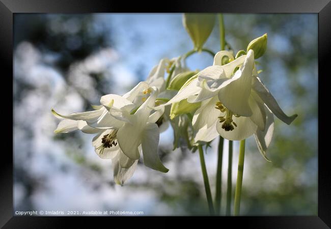 Beautiful Pure White Aquilegia Flowers Framed Print by Imladris 