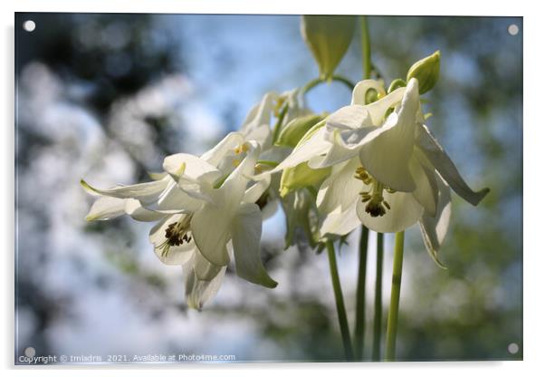 Beautiful Pure White Aquilegia Flowers Acrylic by Imladris 