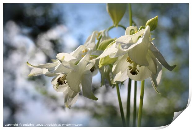Beautiful Pure White Aquilegia Flowers Print by Imladris 