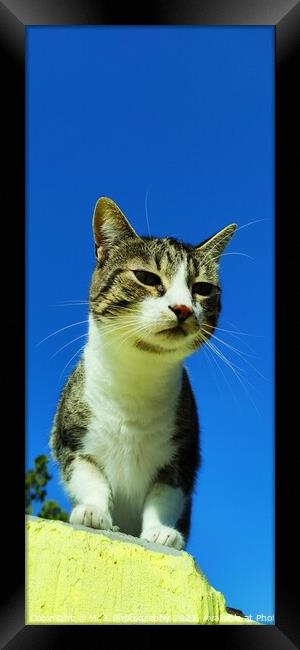 Animal cat Framed Print by M. J. Photography