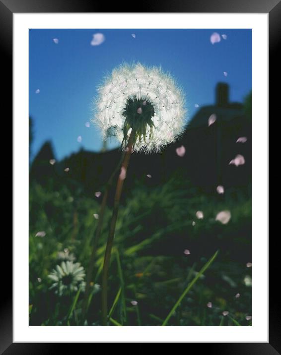 Dandelion Sunset  Framed Mounted Print by Michael South Photography