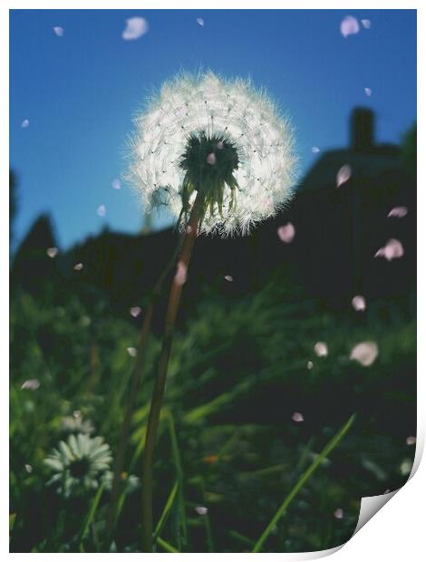 Dandelion Sunset  Print by Michael South Photography