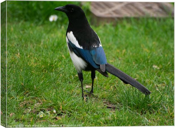 Magpie on Full Alert. Canvas Print by Mark Ward
