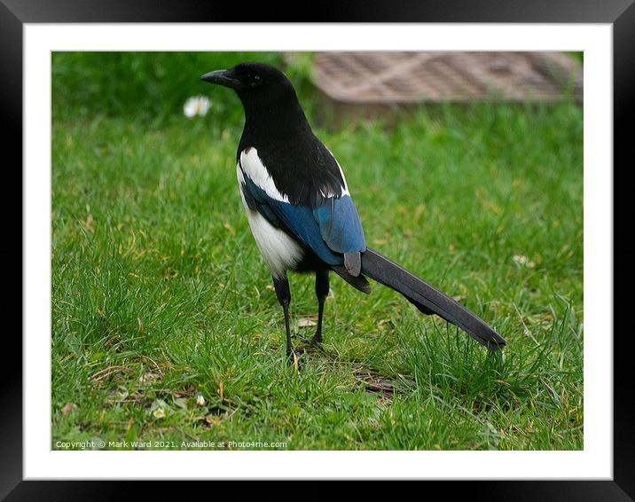 Magpie on Full Alert. Framed Mounted Print by Mark Ward