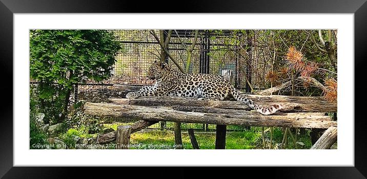 A leopard Framed Mounted Print by M. J. Photography
