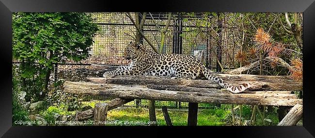 A leopard Framed Print by M. J. Photography