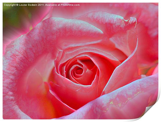 Rose Abstract Print by Louise Godwin