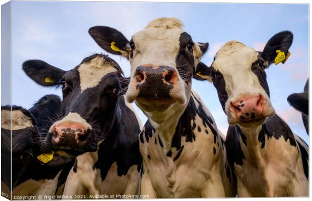 Cows nose Canvas Print by Nigel Wilkins