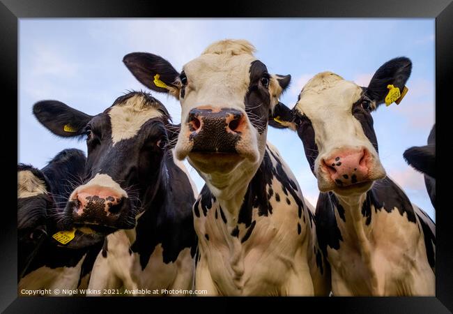 Cows nose Framed Print by Nigel Wilkins