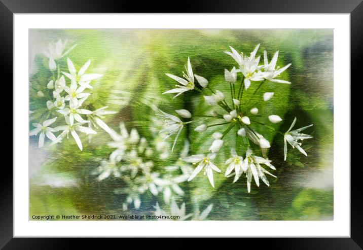 Wild Garlic Abstract Framed Mounted Print by Heather Sheldrick