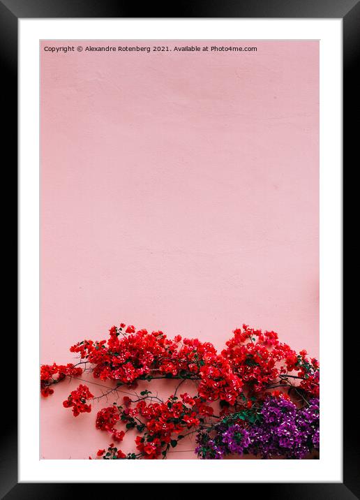 Natural mediterranean pink stone wall with red and purple bougainvillea flowers Framed Mounted Print by Alexandre Rotenberg