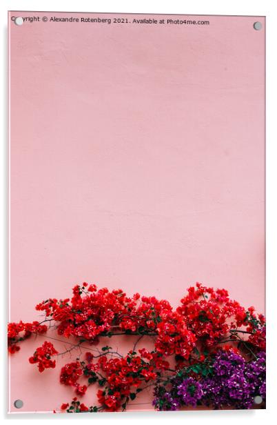 Natural mediterranean pink stone wall with red and purple bougainvillea flowers Acrylic by Alexandre Rotenberg