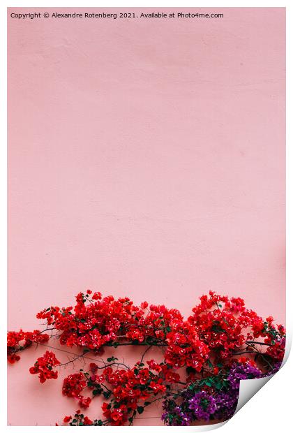 Natural mediterranean pink stone wall with red and purple bougainvillea flowers Print by Alexandre Rotenberg