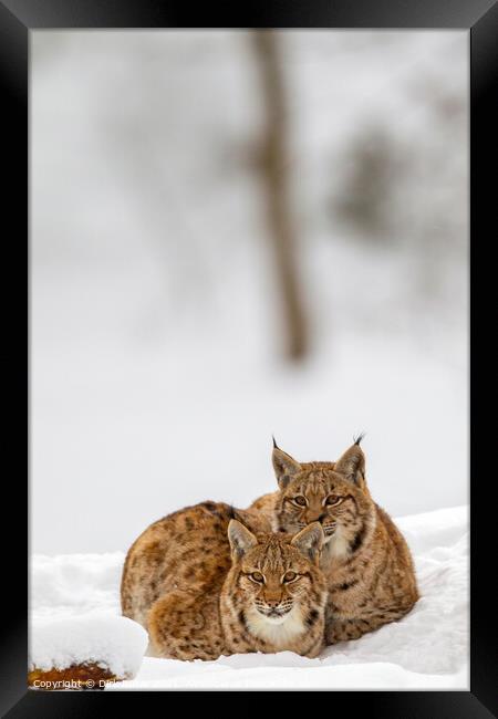 Eurasian lynx (Lynx lynx) Framed Print by Dirk Rüter