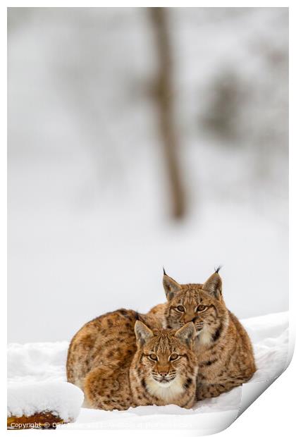 Eurasian lynx (Lynx lynx) Print by Dirk Rüter