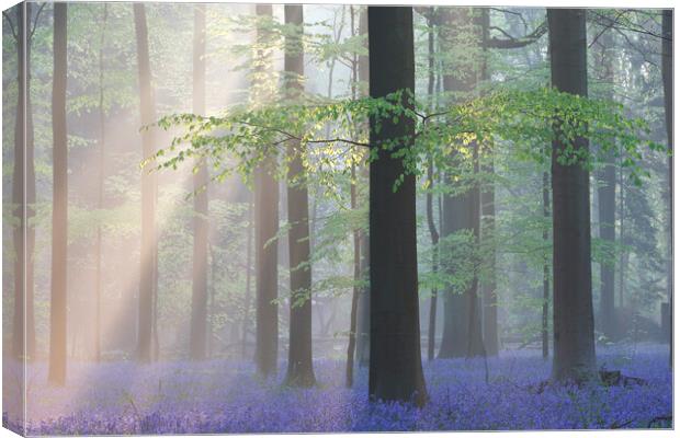 Sunrays and Bluebells in Beech Forest Canvas Print by Arterra 