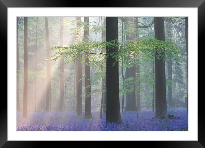 Sunrays and Bluebells in Beech Forest Framed Mounted Print by Arterra 