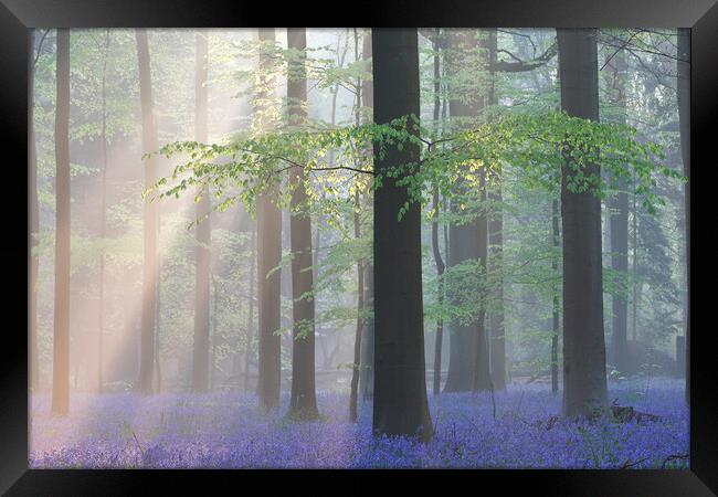 Sunrays and Bluebells in Beech Forest Framed Print by Arterra 