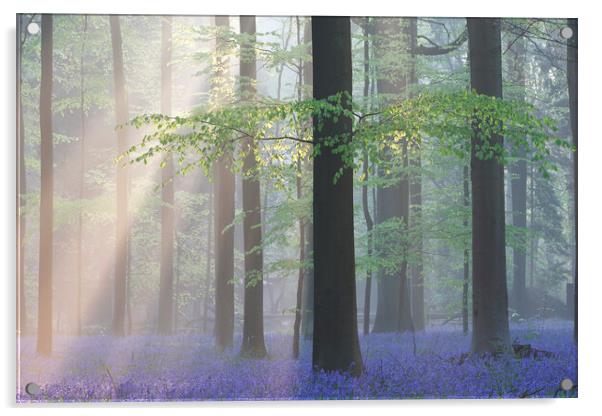 Sunrays and Bluebells in Beech Forest Acrylic by Arterra 