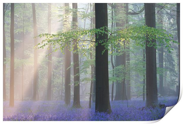 Sunrays and Bluebells in Beech Forest Print by Arterra 