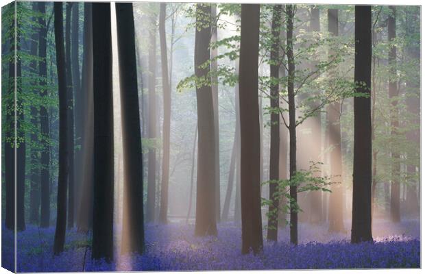 Bluebells and Silhouetted Trees in misty Woodland Canvas Print by Arterra 