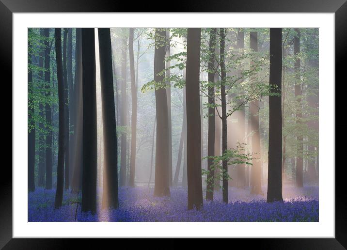 Bluebells and Silhouetted Trees in misty Woodland Framed Mounted Print by Arterra 