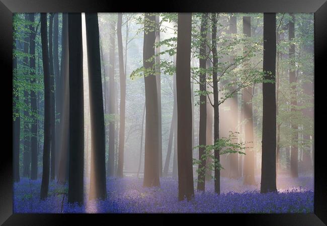 Bluebells and Silhouetted Trees in misty Woodland Framed Print by Arterra 