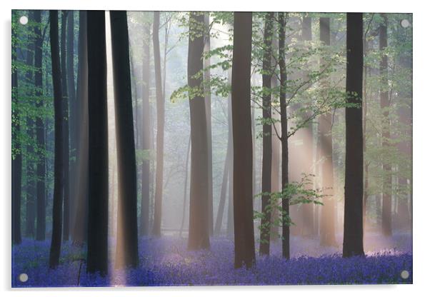 Bluebells and Silhouetted Trees in misty Woodland Acrylic by Arterra 