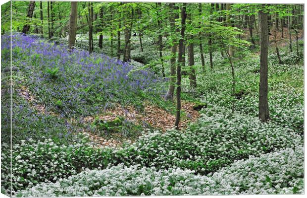 Wild Garlic and Bluebell Flowers in Beech Forest Canvas Print by Arterra 