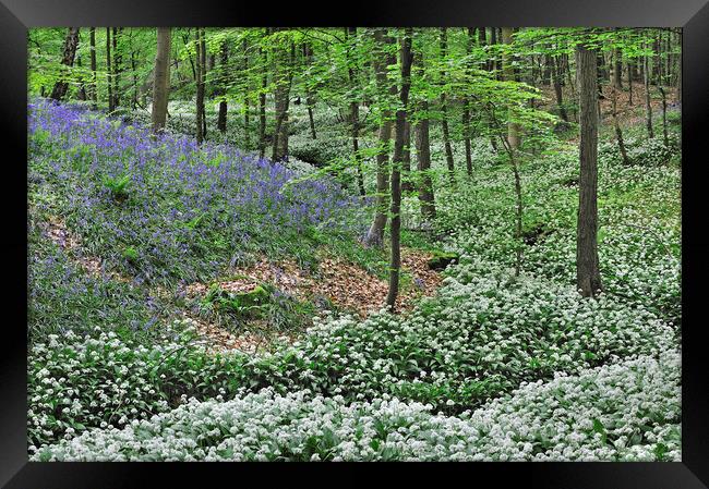 Wild Garlic and Bluebell Flowers in Beech Forest Framed Print by Arterra 