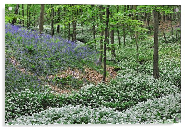 Wild Garlic and Bluebell Flowers in Beech Forest Acrylic by Arterra 