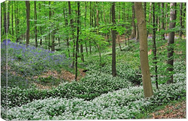 Wild Garlic and Bluebells Flowering in Spring Wood Canvas Print by Arterra 