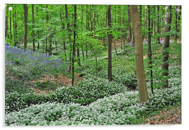 Wild Garlic and Bluebells Flowering in Spring Wood Acrylic by Arterra 