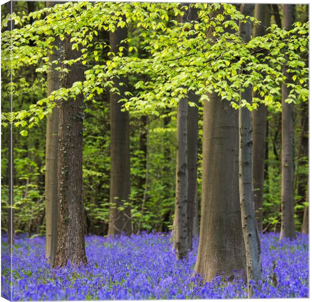 Bluebell Flowers and Beech Trees in Spring Canvas Print by Arterra 