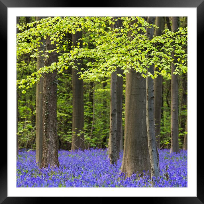 Bluebell Flowers and Beech Trees in Spring Framed Mounted Print by Arterra 